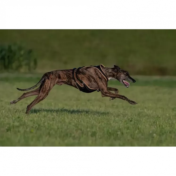 Dog's Fun Run pour  lévrier avec anneau au poitrail