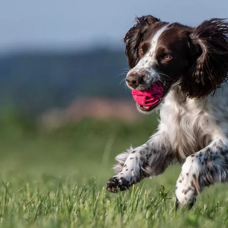 Baxter Ball