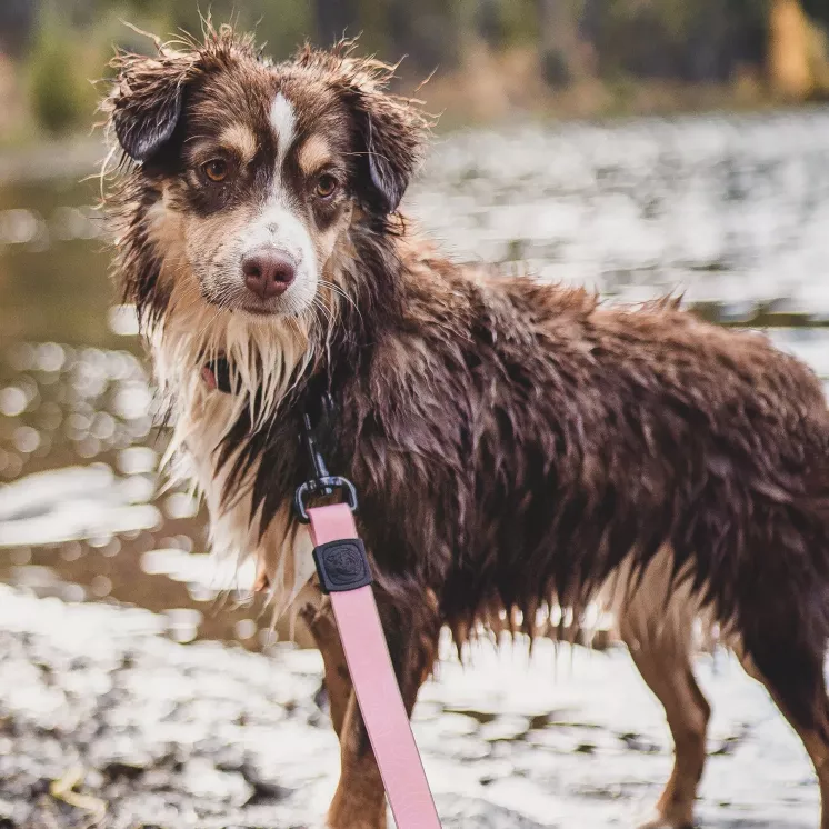 Laisse Waterproof Guava